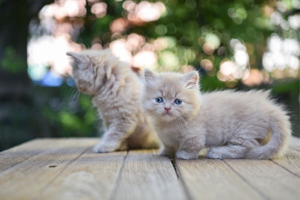 munchkin cat rug hugger kitten