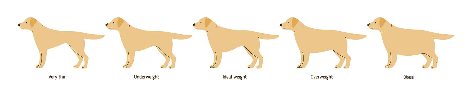 Overweight dog chart, Des Moines Vets